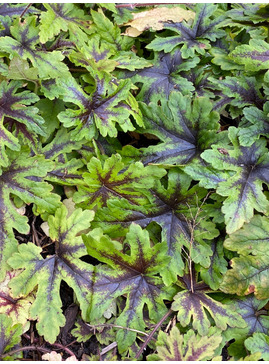 Tiarella 'Iron Butterfly'
