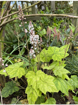 Tiarella wherryi