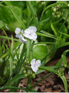 Tradescantia (Andersoniana Group) 'Innocence' 
