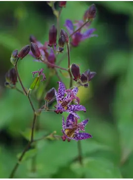 Tricyrtis formosana