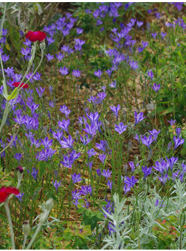 Triteleia laxa (5xDB)