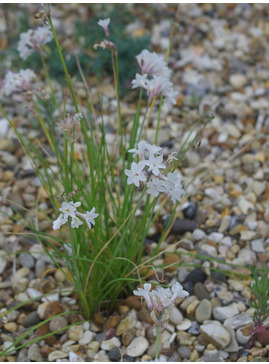 Tulbaghia cominsii