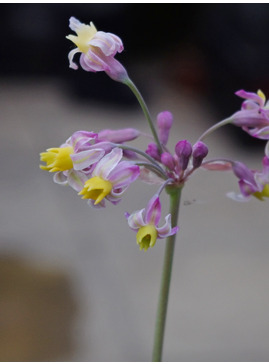 Tulbaghia 'Cosmic'