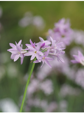 Tulbaghia 'Elaine Ann'