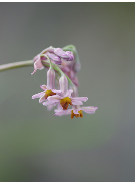 Tulbaghia 'Hazel'