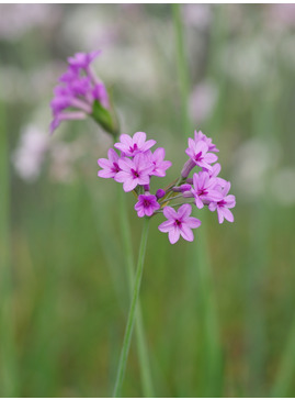 Tulbaghia 'Hoyland Dark Beauty'