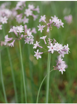 Tulbaghia 'Hoyland Pink Beauty'