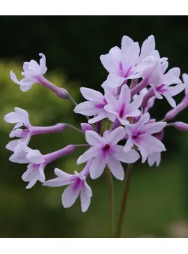 Tulbaghia 'Purple Eye'