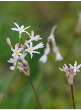 Tulbaghia violacea 'Alba'