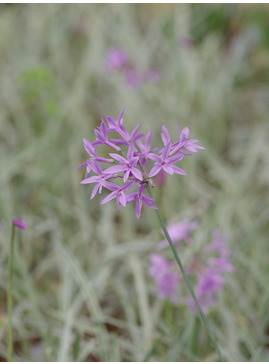 Tulbaghia violacea 'Silver Lace'