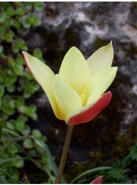 Tulipa clusiana 'Cynthia' (5xDB)