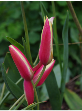 Tulipa clusiana 'Cynthia'