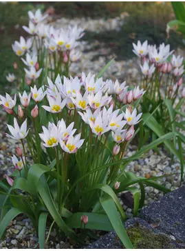 Tulipa cretica 'Hilde'
