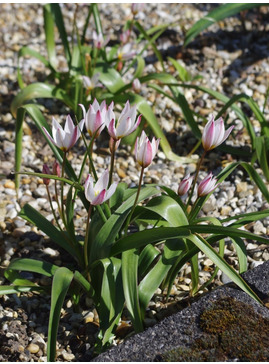 Tulipa cretica 'Hilde'