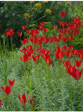 Tulipa sprengeri (DB)