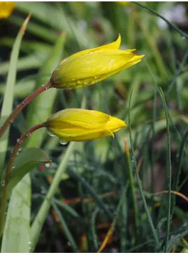 Tulipa sylvestris