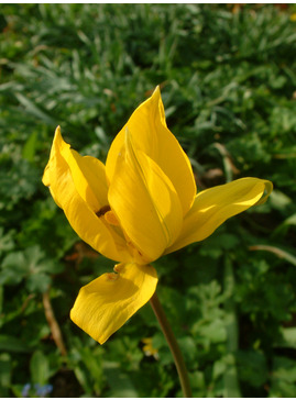 Tulipa sylvestris (5xDB)
