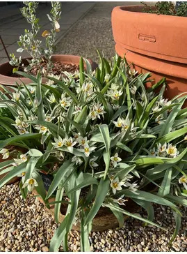 Tulipa turkestanica (5xDB)