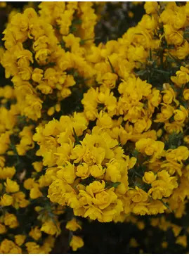 Ulex europaeus 'Flore Pleno'