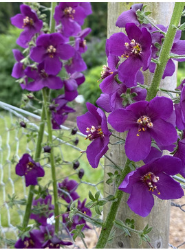 Verbascum phoeniceum 'Violetta' 