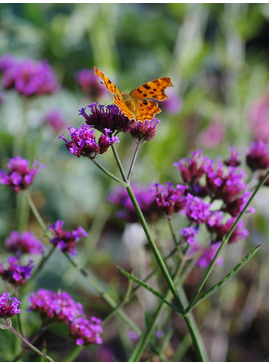 Verbena bonariensis