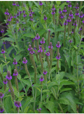 Verbena macdougalii