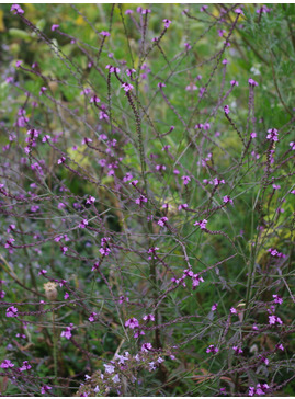 Verbena officinalis var. grandiflora 'Bampton'