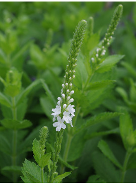 Verbena stricta white-flowered