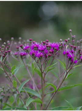 Vernonia arkansana