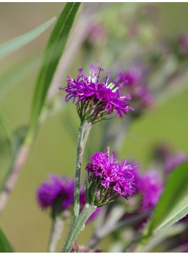 Vernonia glauca