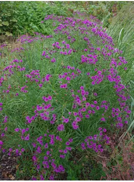 Vernonia lettermannii