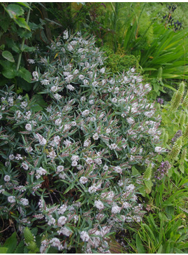 Veronica albicans Recurva Group