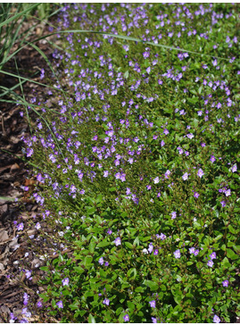 Veronica catarractae