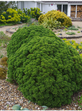 Veronica cupressoides 'Boughton Dome'