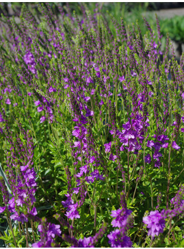 Veronica 'Ellen Mae'
