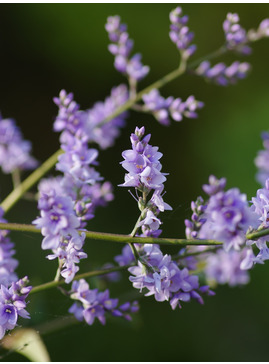 Veronica hulkeana