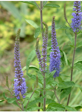 Veronica longifolia