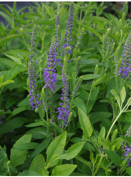 Veronica spicata 