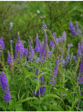 Veronica spicata 