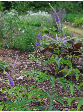 Veronicastrum sibiricum