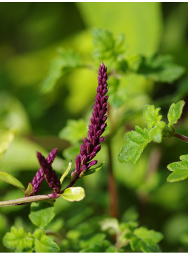 Veronicastrum stenostachyum