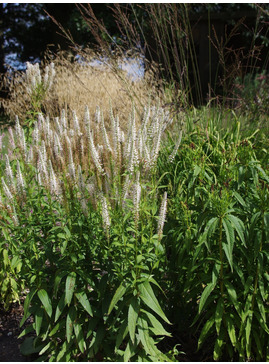 Veronicastrum virginicum