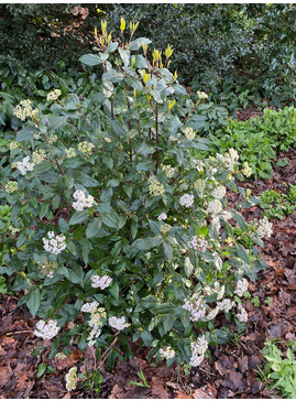 Viburnum tinus