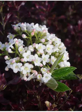 Viburnum x burkwoodii
