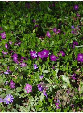 Vinca minor 'Atropurpurea'