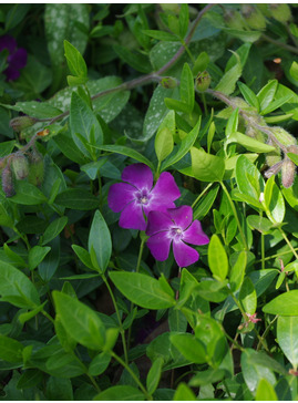 Vinca minor 'Bowles's Purple'