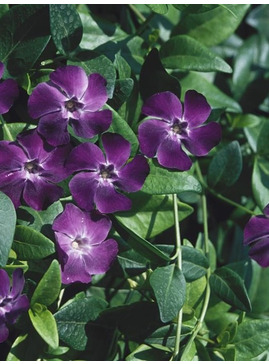Vinca minor 'Bowles's Purple'