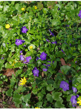 Vinca minor 'Bowles's Variety'
