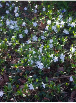 Vinca minor f. alba