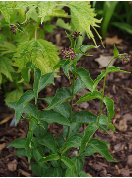Vincetoxicum fuscatum
